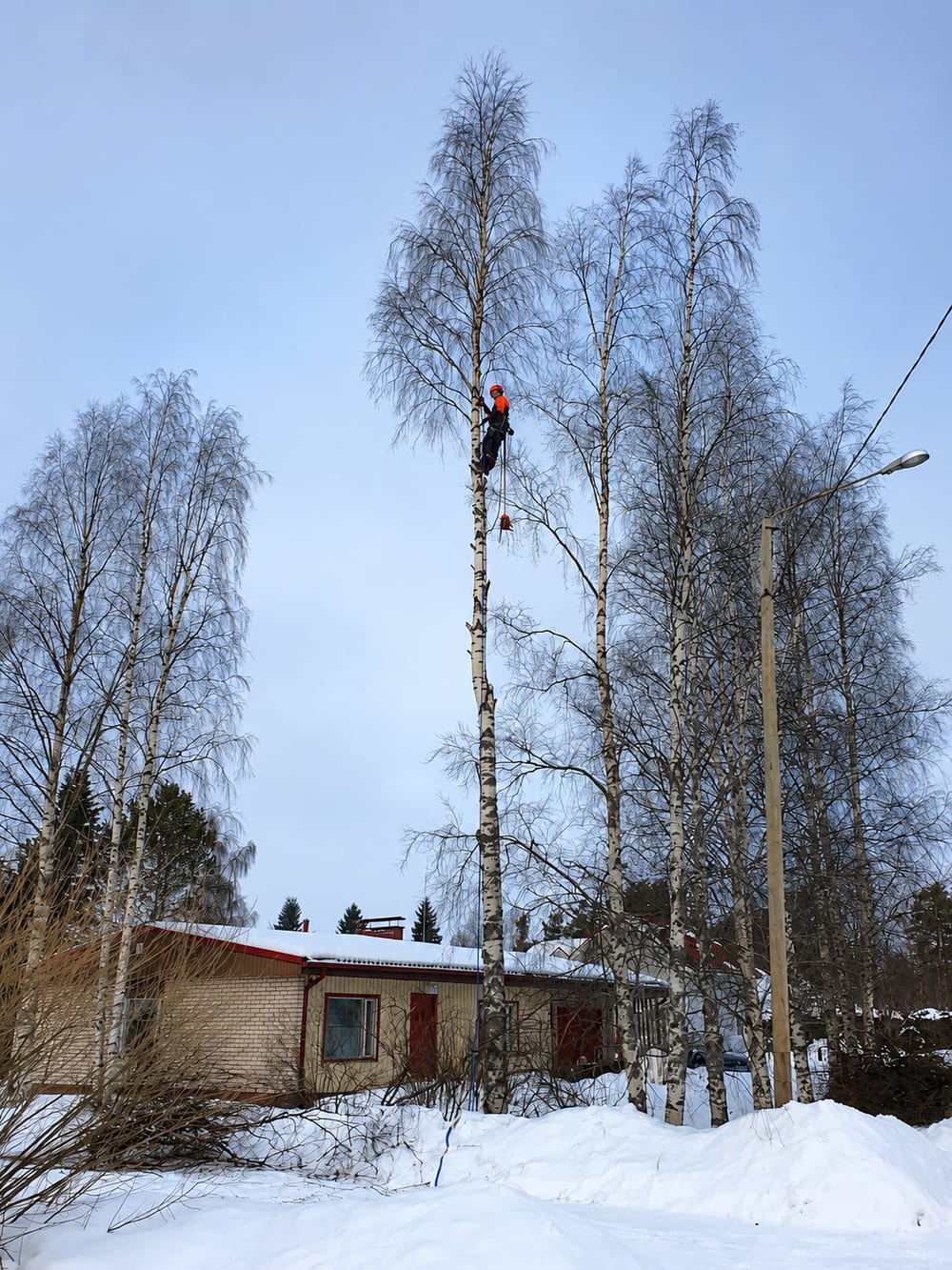 Kiipeilykaato korkealla puussa